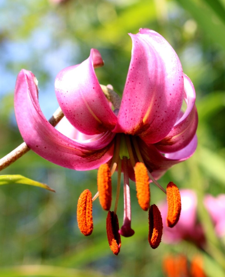 Лилия кудреватая классификация