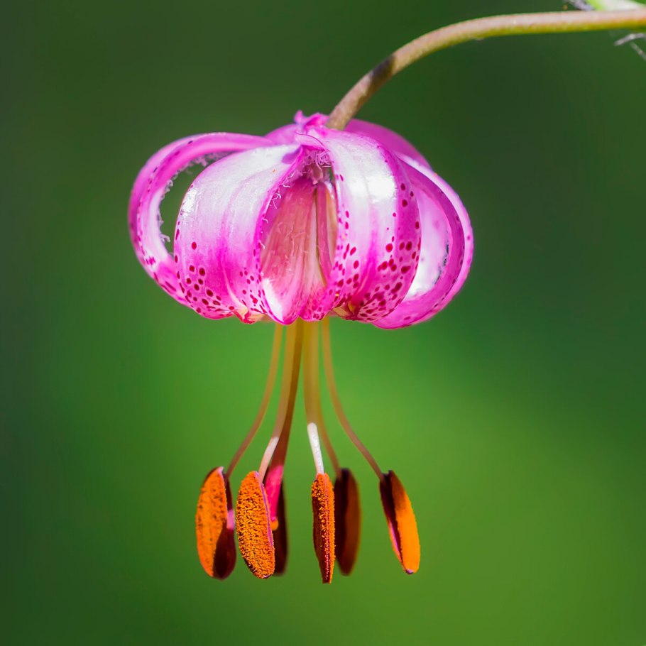 Лилия кудреватая саранка