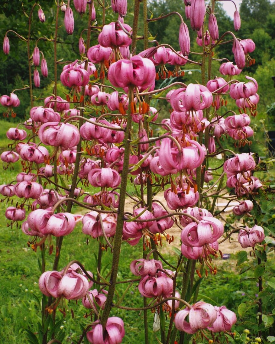 Лилия кудреватая формула цветка