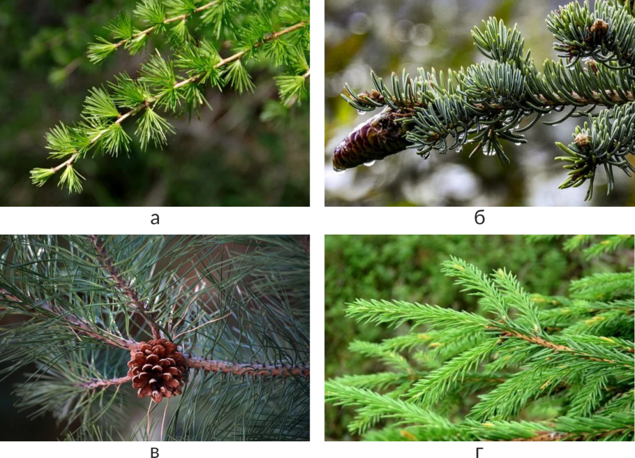 Коллекция "шишки, плоды, семена деревьев и кустарников"