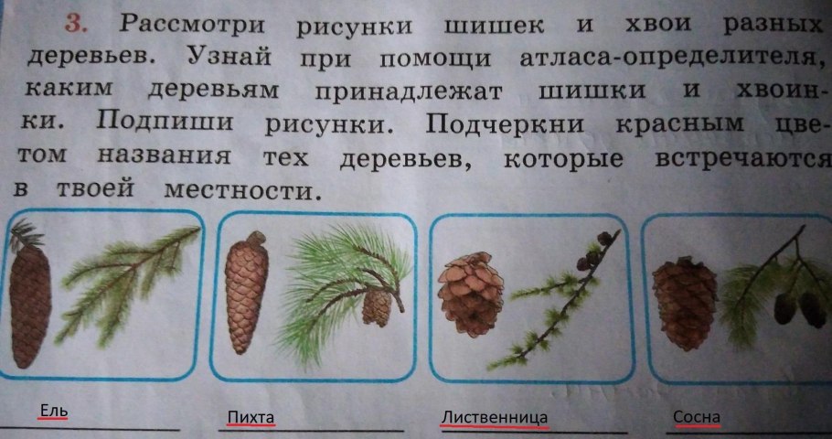 Сосна описание