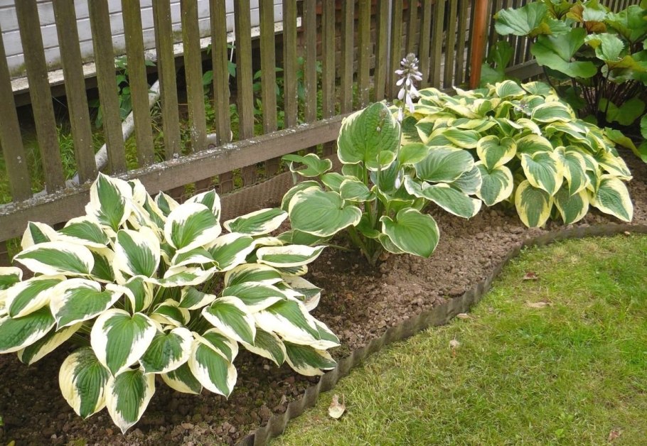 Живучка ползучая БЛЮБЕРРИ Маффин