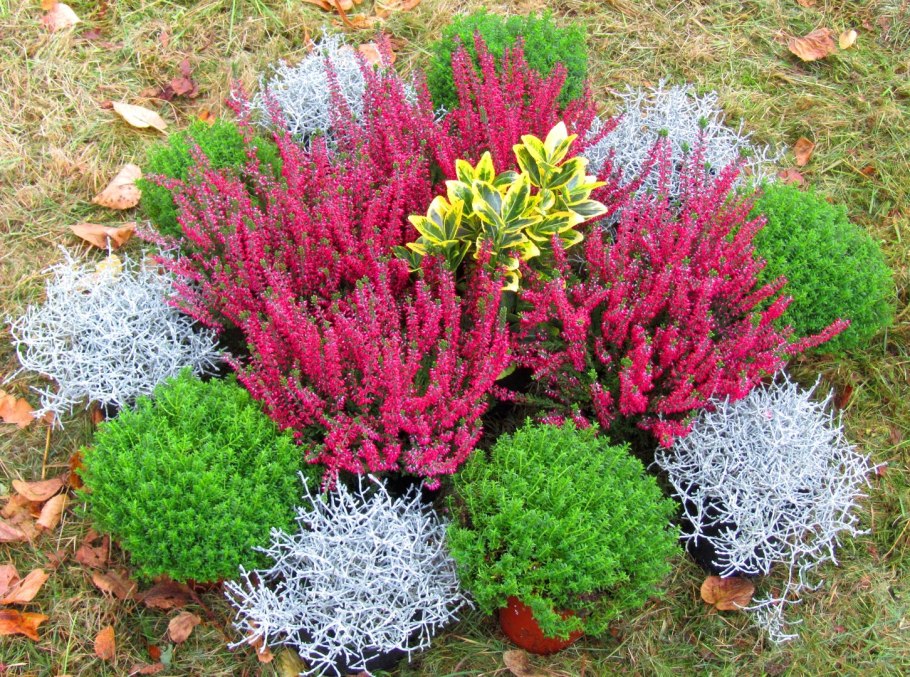 Злак Мюленбергия волосовидная