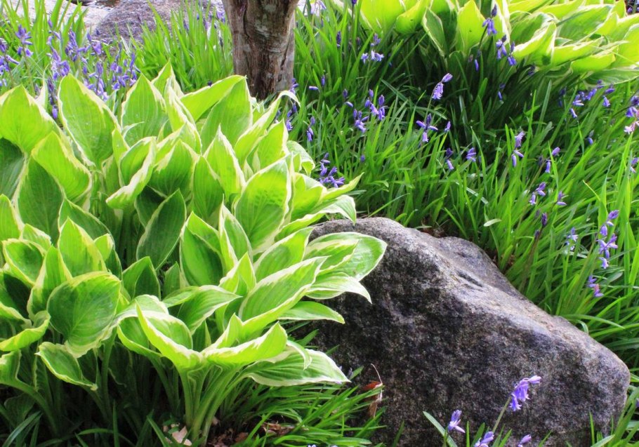 Камнеломка шаровидная