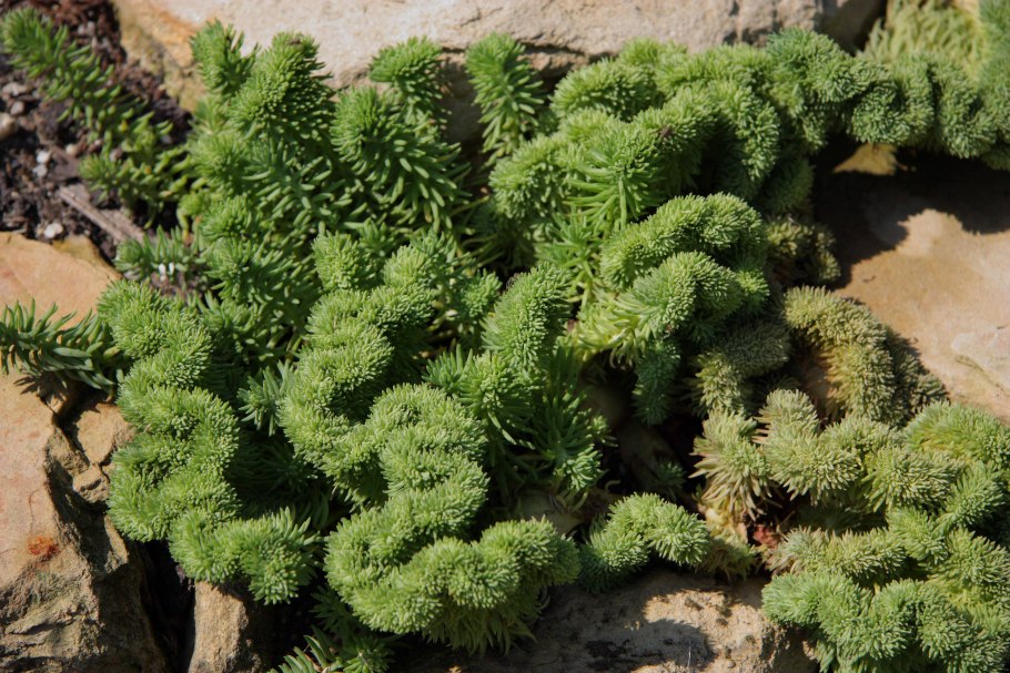 Альпинарий Обриета