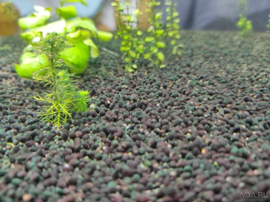 Почвопокровные многолетники Беккер