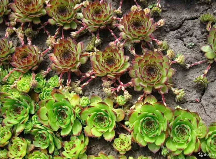 Хоста бордюрная