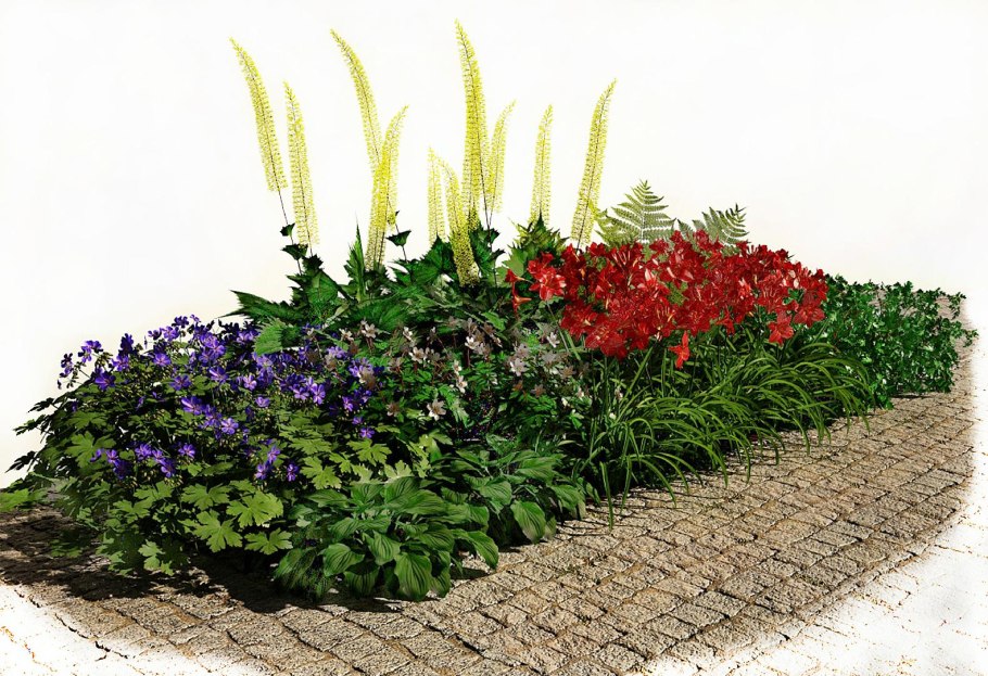 Засухоустойчивые цветы многолетники