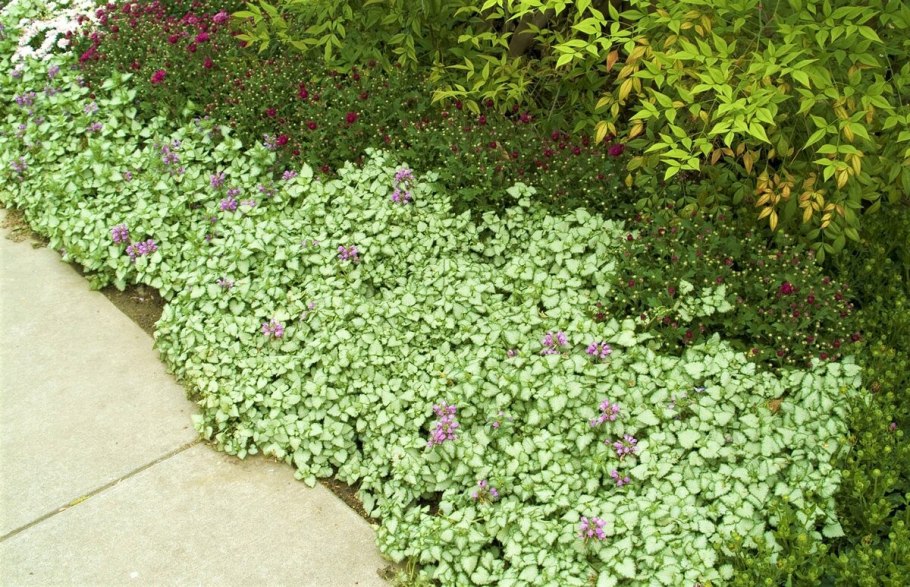 Почвопокровные многолетники каменная роза