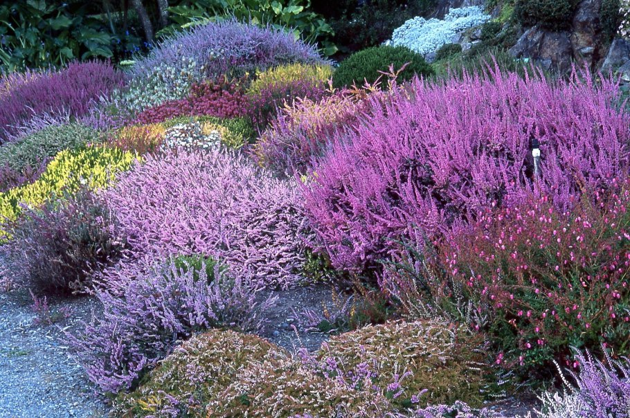 Cortaderia selloana pumila
