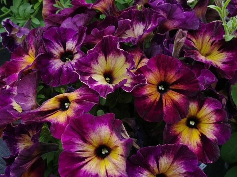 Петуния Crazytunia