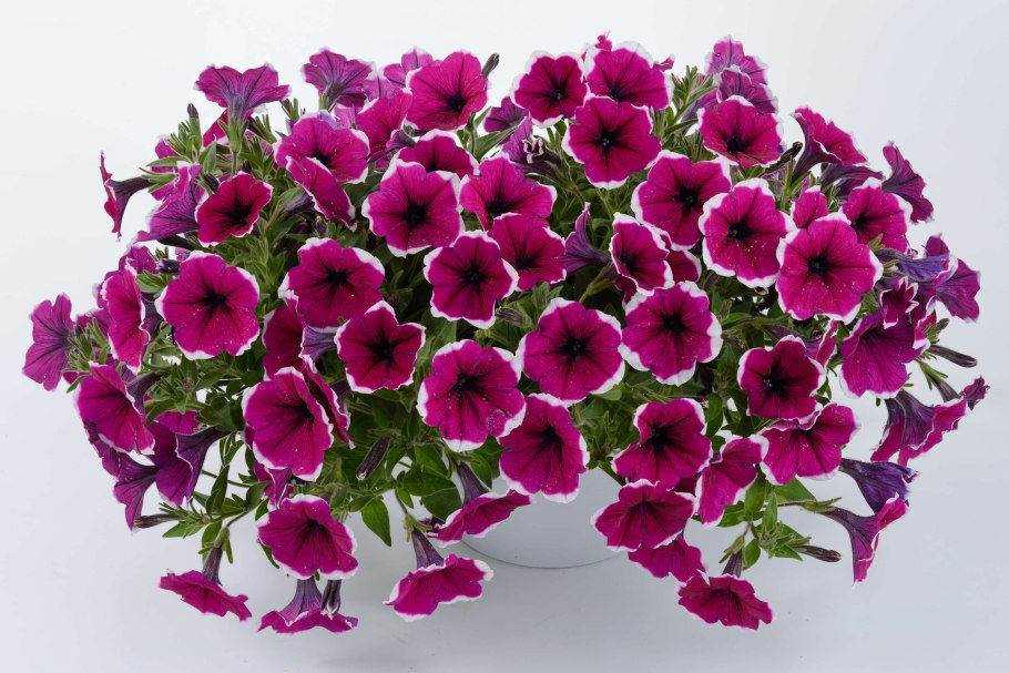 Петуния Каскадиас Рим черри