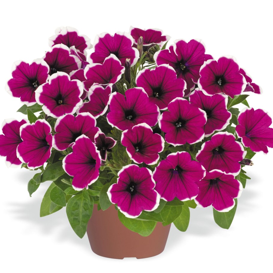 Петуния Каскадиас Рим черри