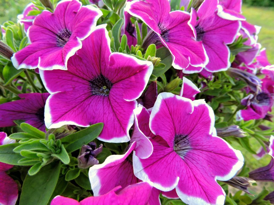 Петуния сюрпрайз маджента Хало