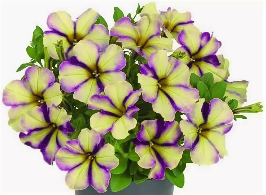 Петуния крейзитуния