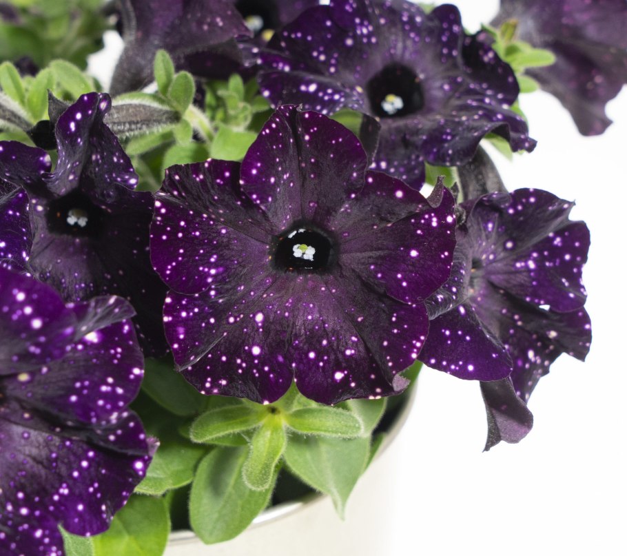 Петуния Мистери Скай