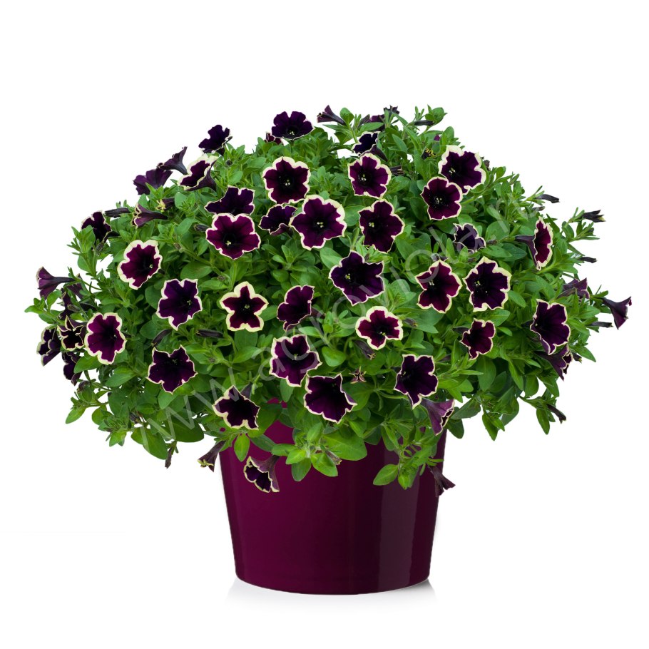 Петуния Cascadias Rim Magenta Каскадиас Рим маджента