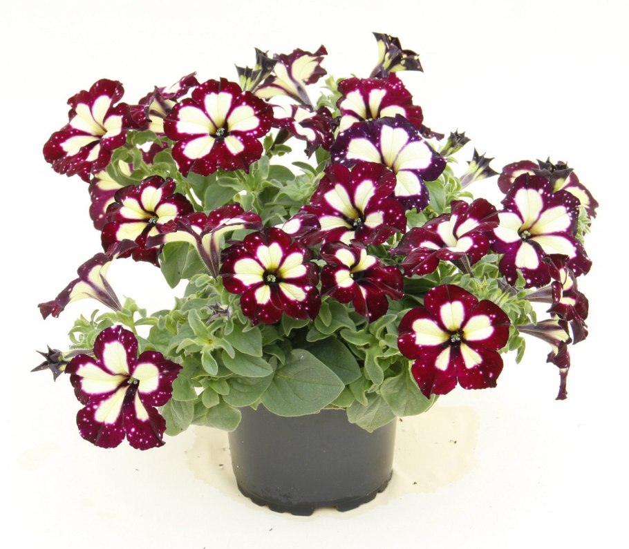 Петуния Lightning Sky