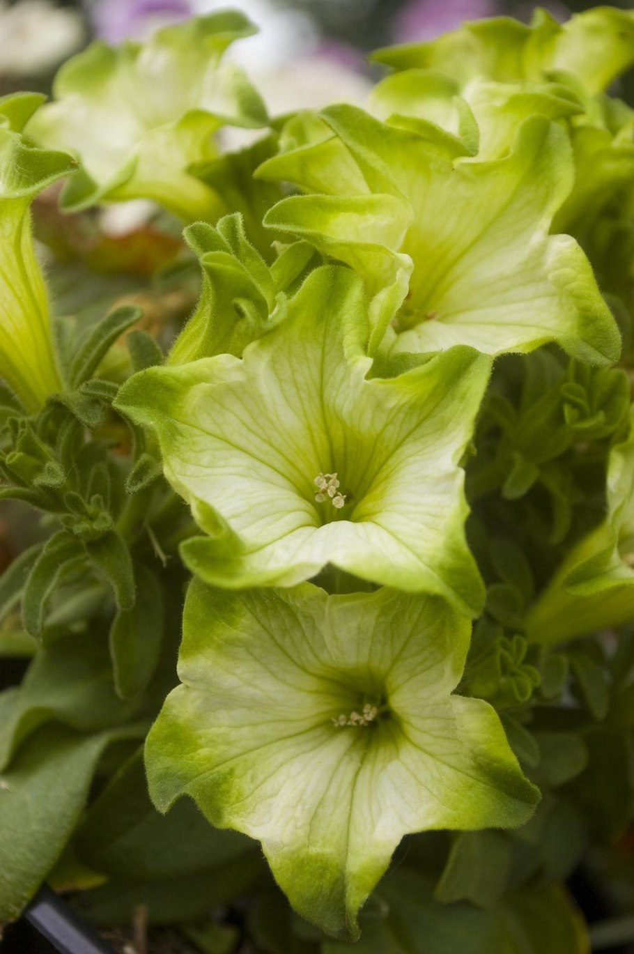 Петуния ray Pistachio Cream, укорененные черенки