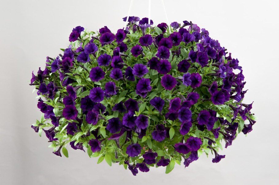 Петуния Littletunia Purple Blue