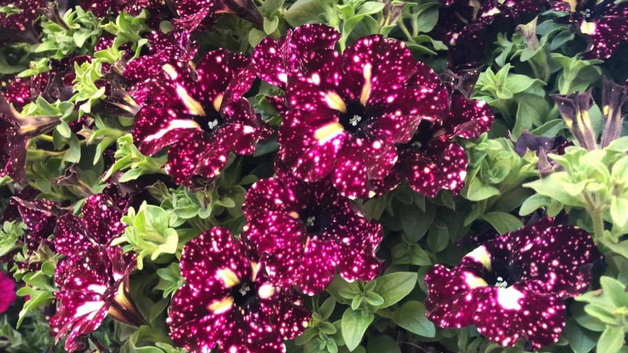 Петуния Лайтинг Скай