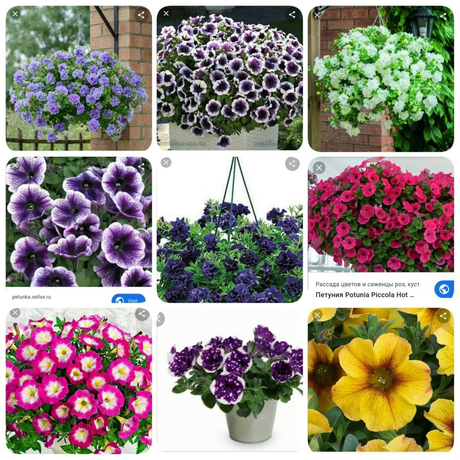 Вегетативная петуния Тайдал