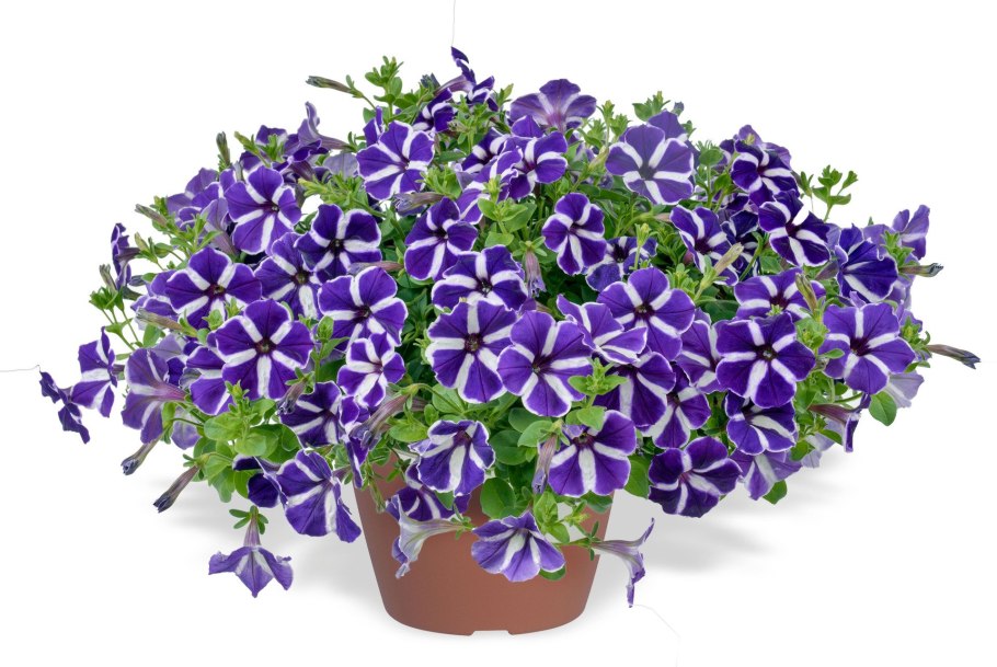 Петуния Каскадиас Рим Виолет