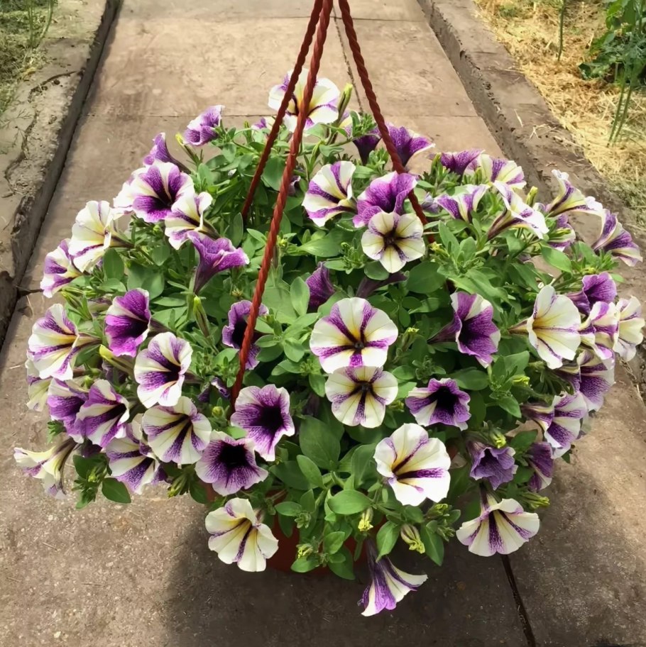 Петуния Пеппи БЛЮБЕРРИ Маффин