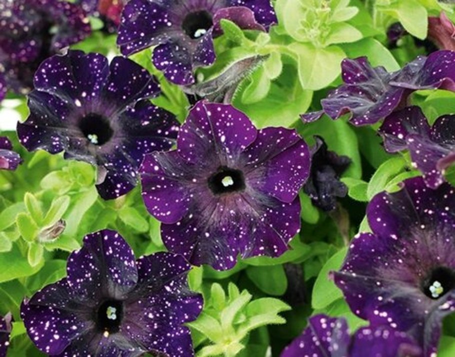 Петуния Бонни Мистери Скай