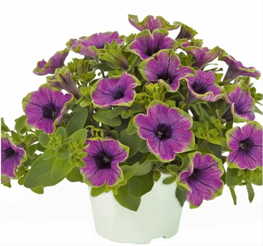 Петуния Sweetunia White