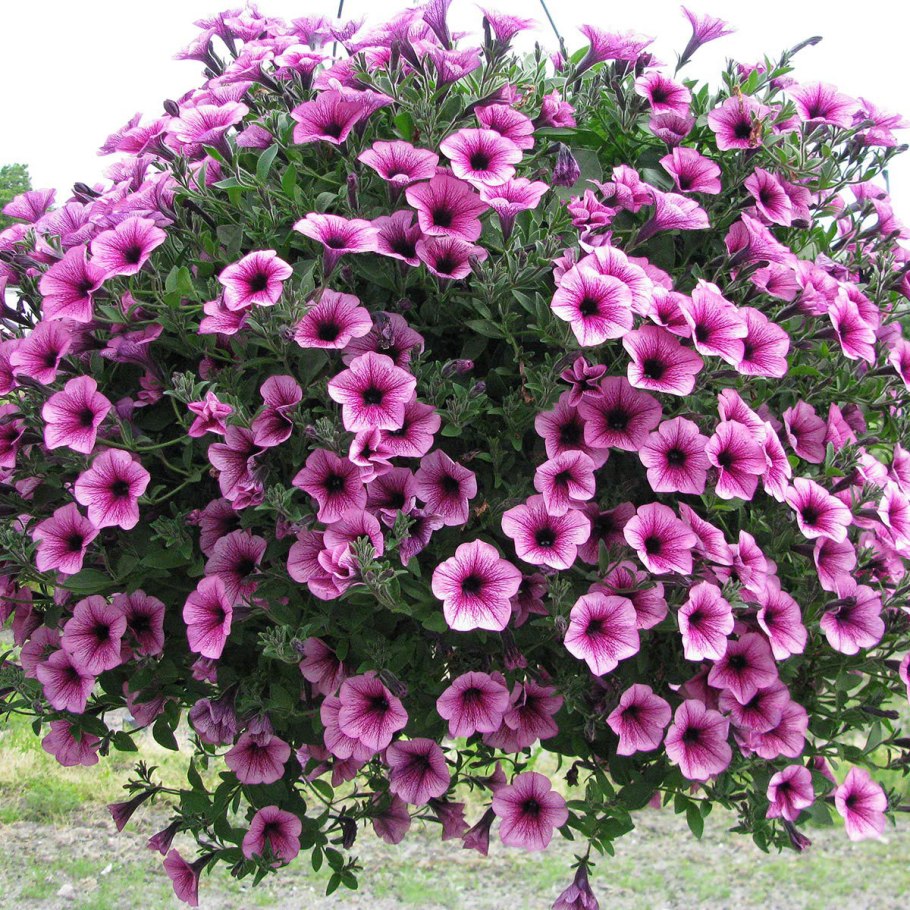 Петуния ампельная опера Лилак айс