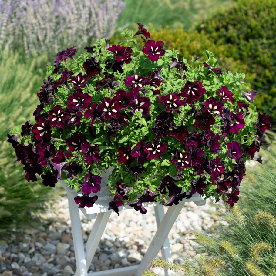 Петуния Лайтинг Скай