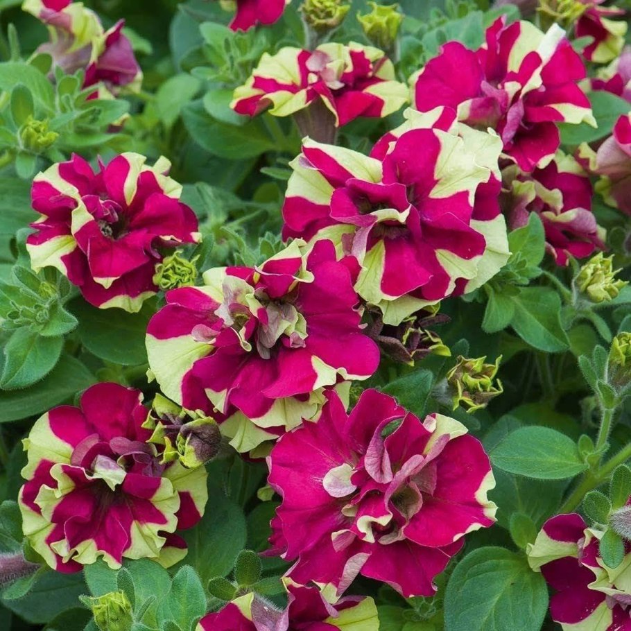 Петунии Тумбелина махровые