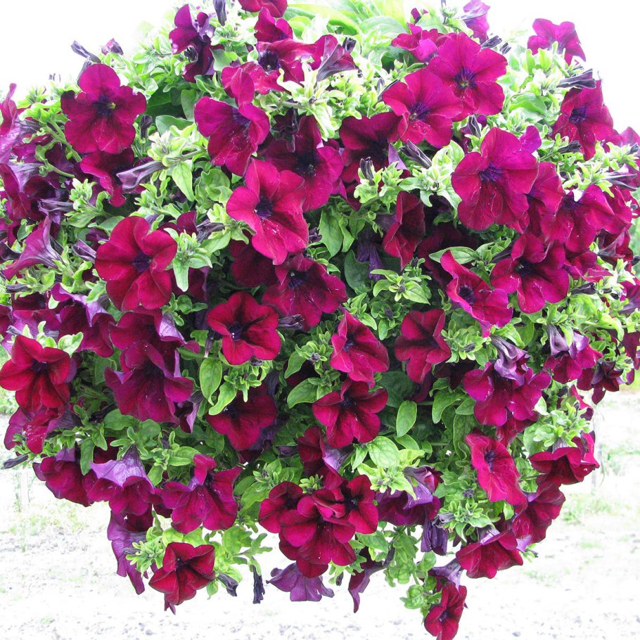 Сурфиния бургунди