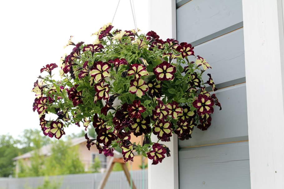 Петуния Лайтинг Скай