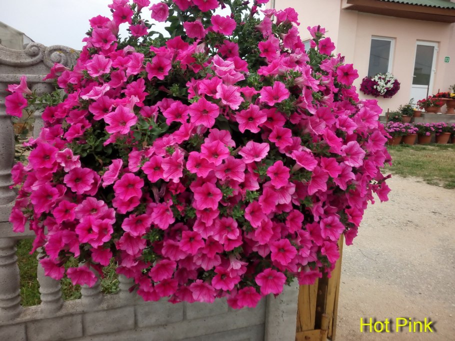 Петуния сурфиния ампельная