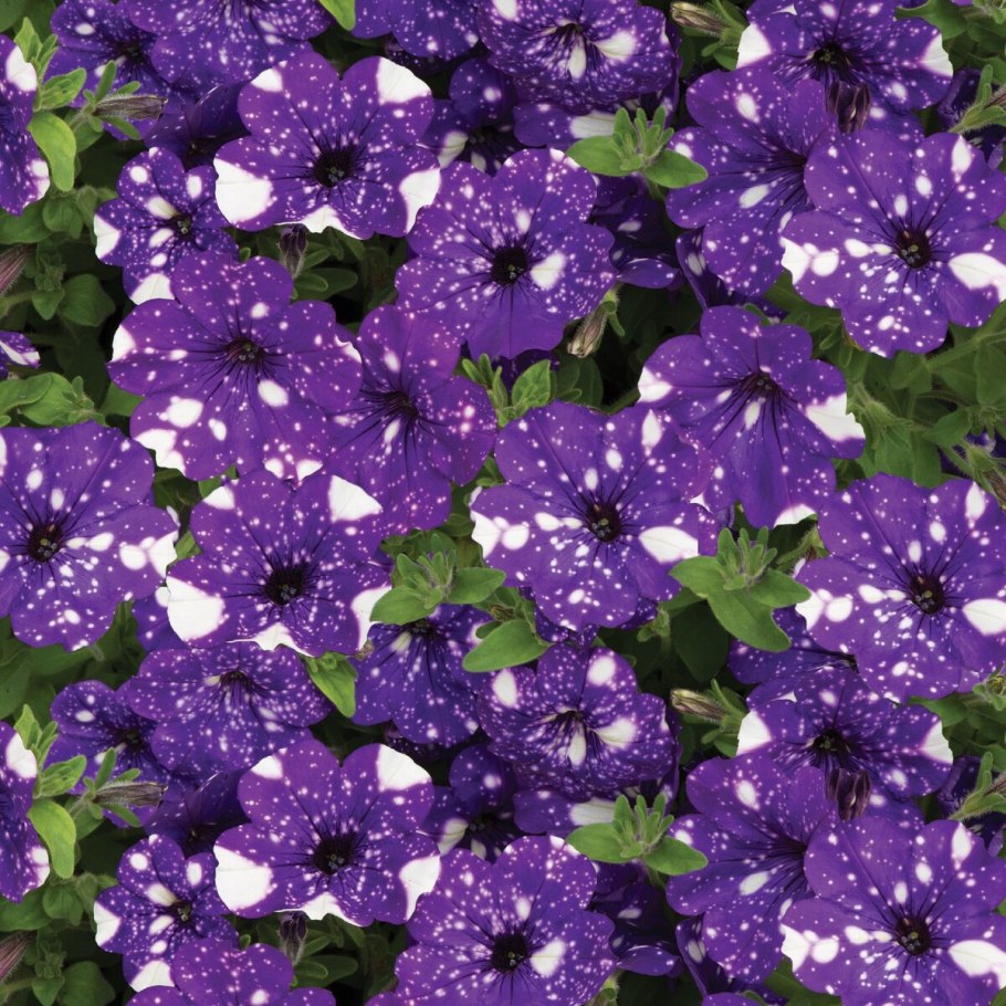 Петуния nightsky