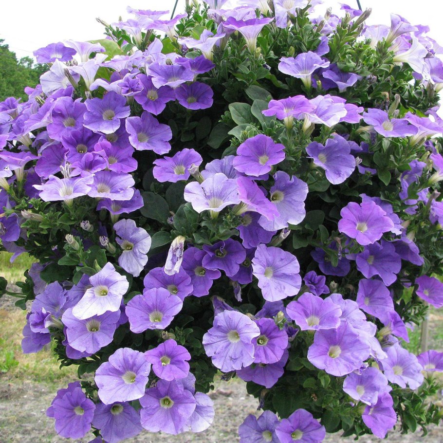 Петуния Скай Блю