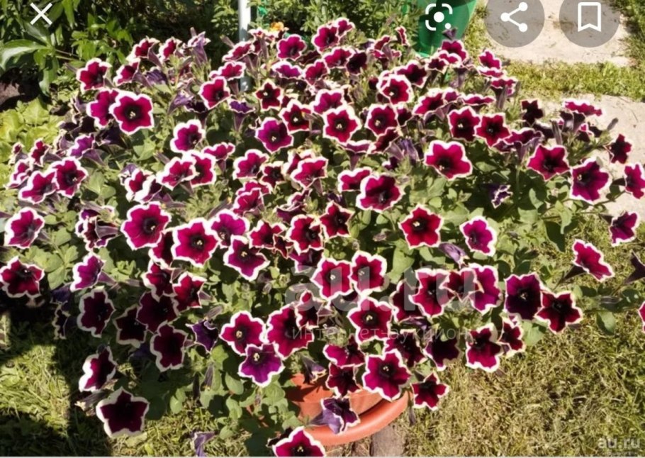 Петуния Каскадиас Рим маджента