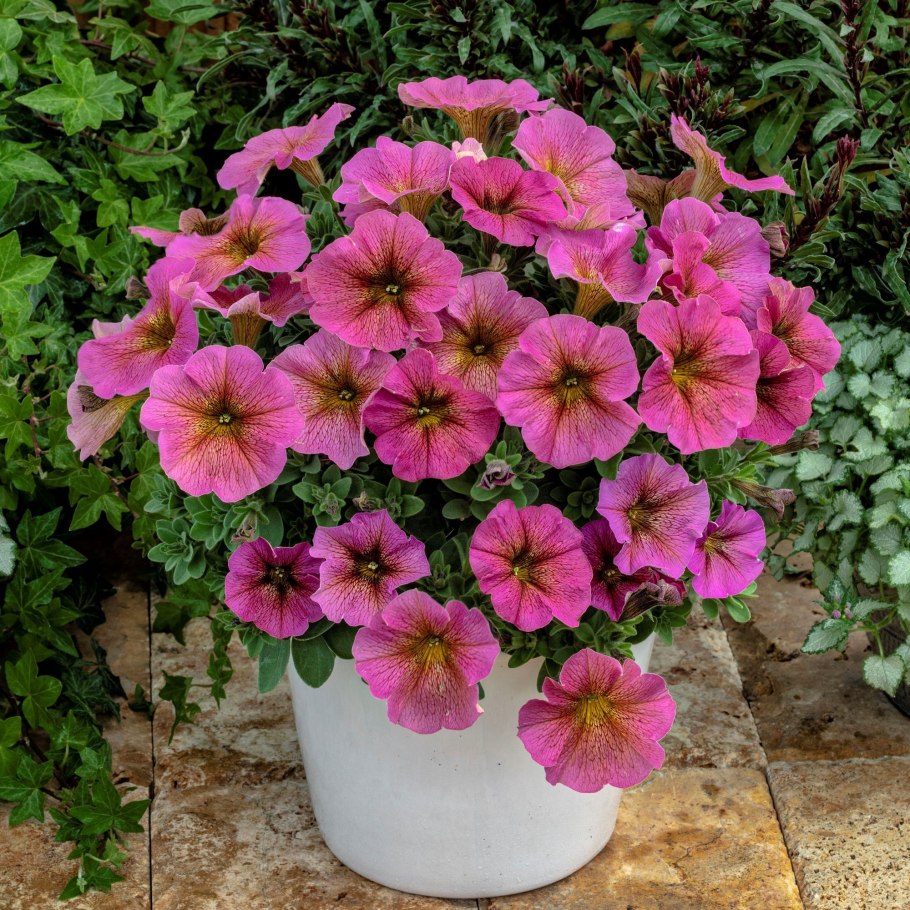 Петхоа Beautical Sunray Pink