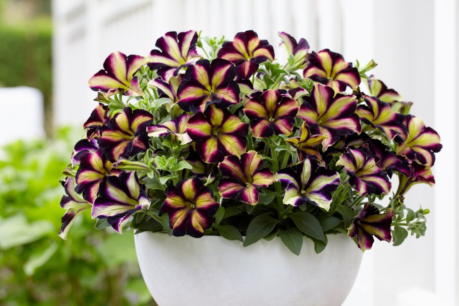 Петуния крейзитуния Аморе Фиеста