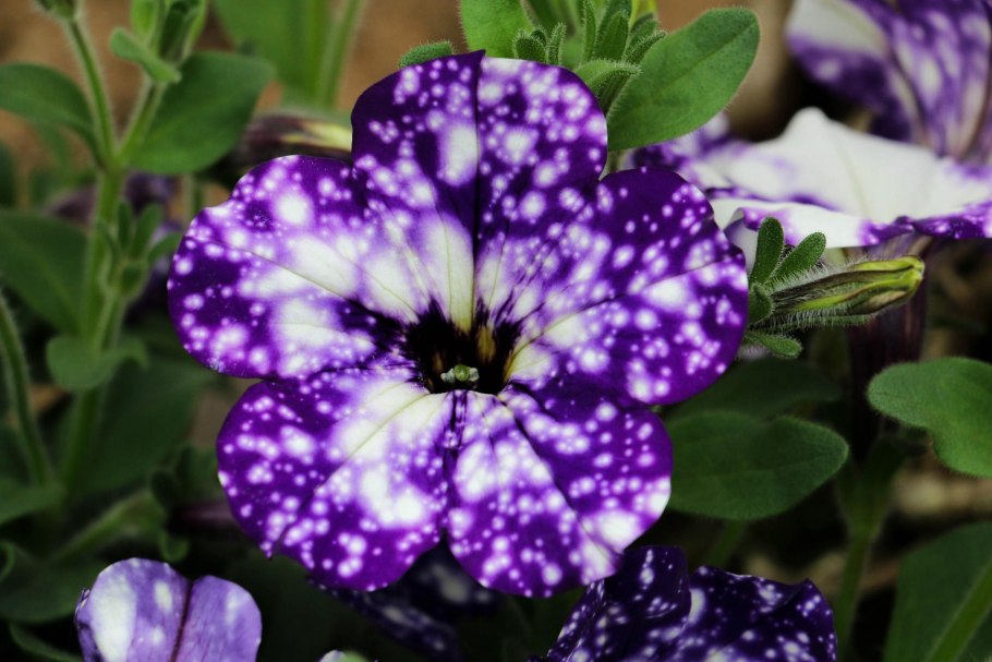 Петуния Глейсер Скай