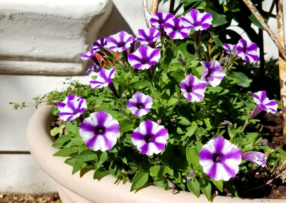 Петуния гибридная (Petunia hybrida)