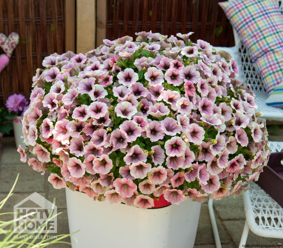 Петуния Sweetunia White