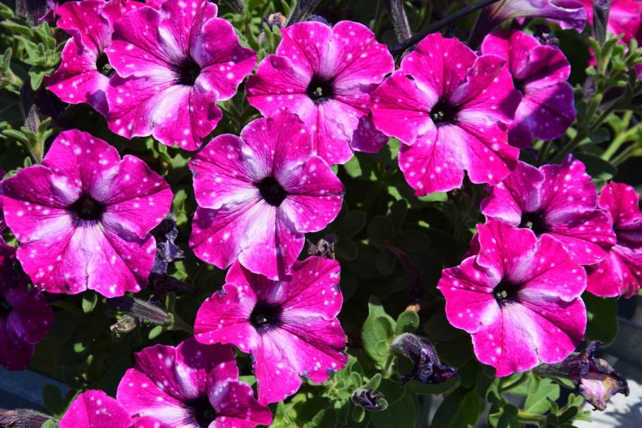 Петуния Циркус Скай