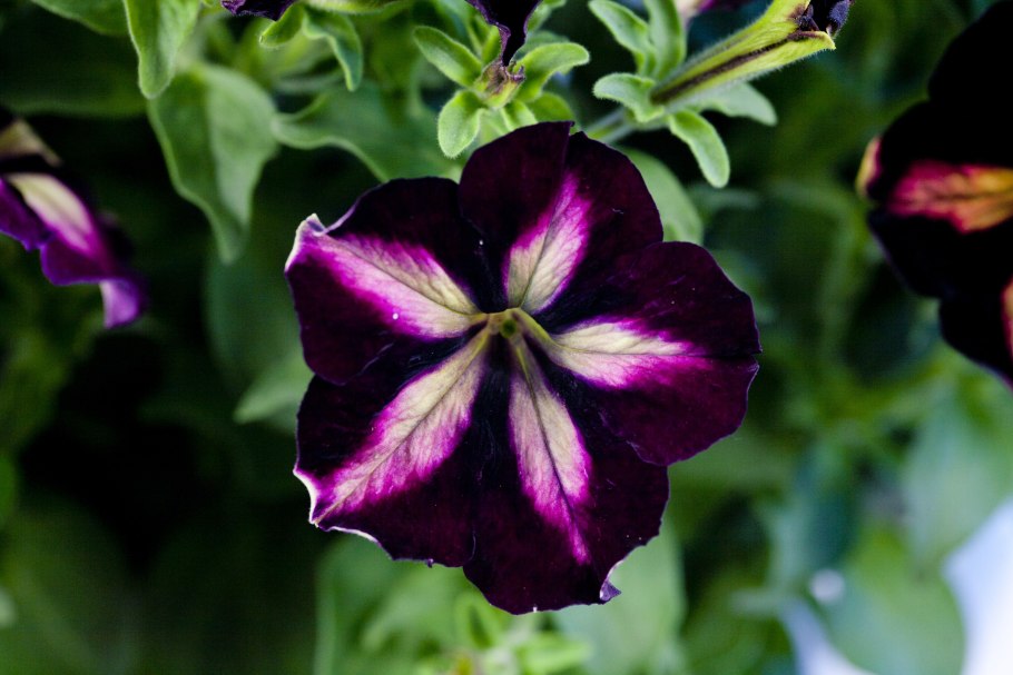 Петуния Crazytunia Pulse