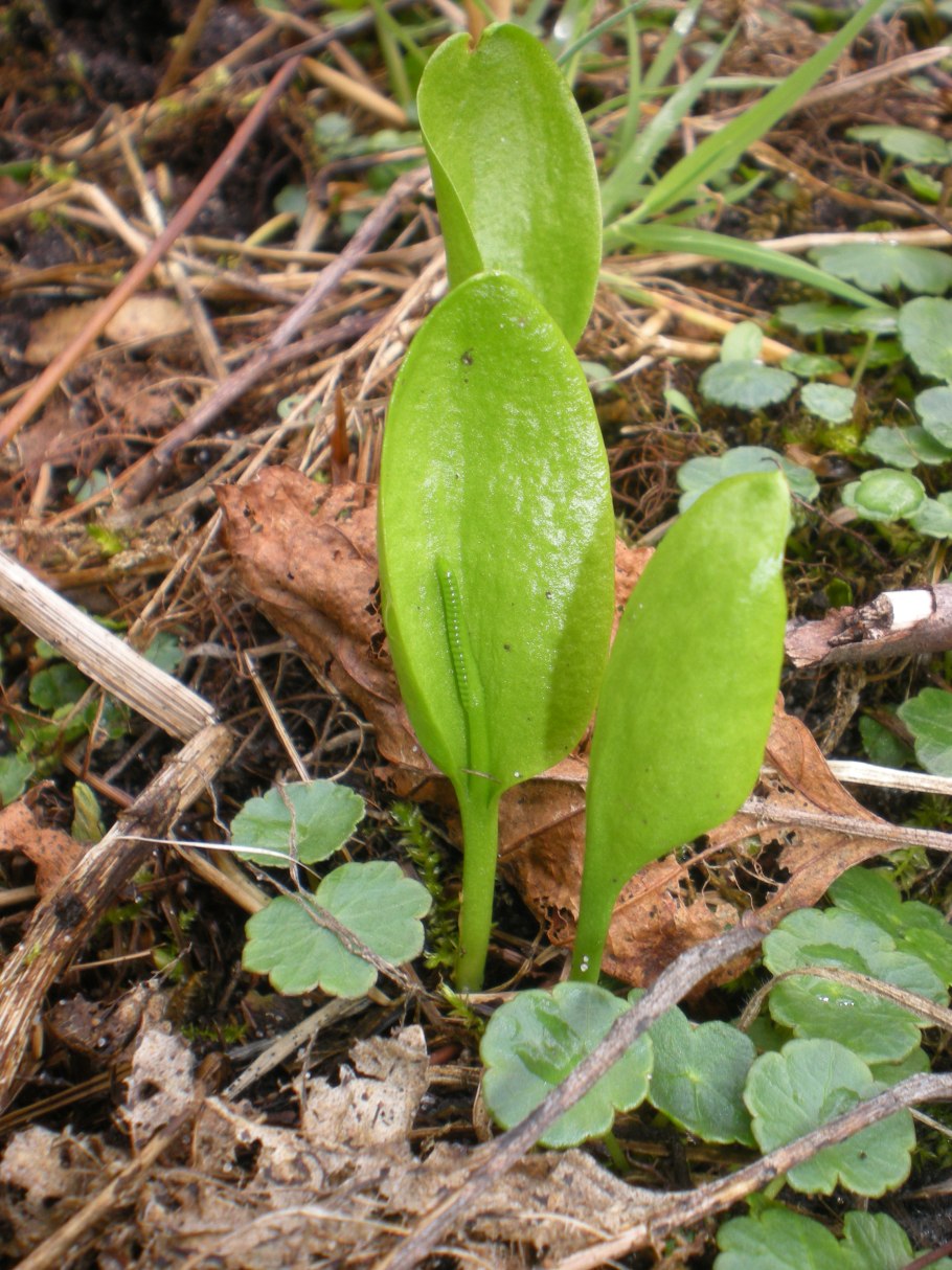 Ужовник обыкновенный (Ophioglossum vulgatum)