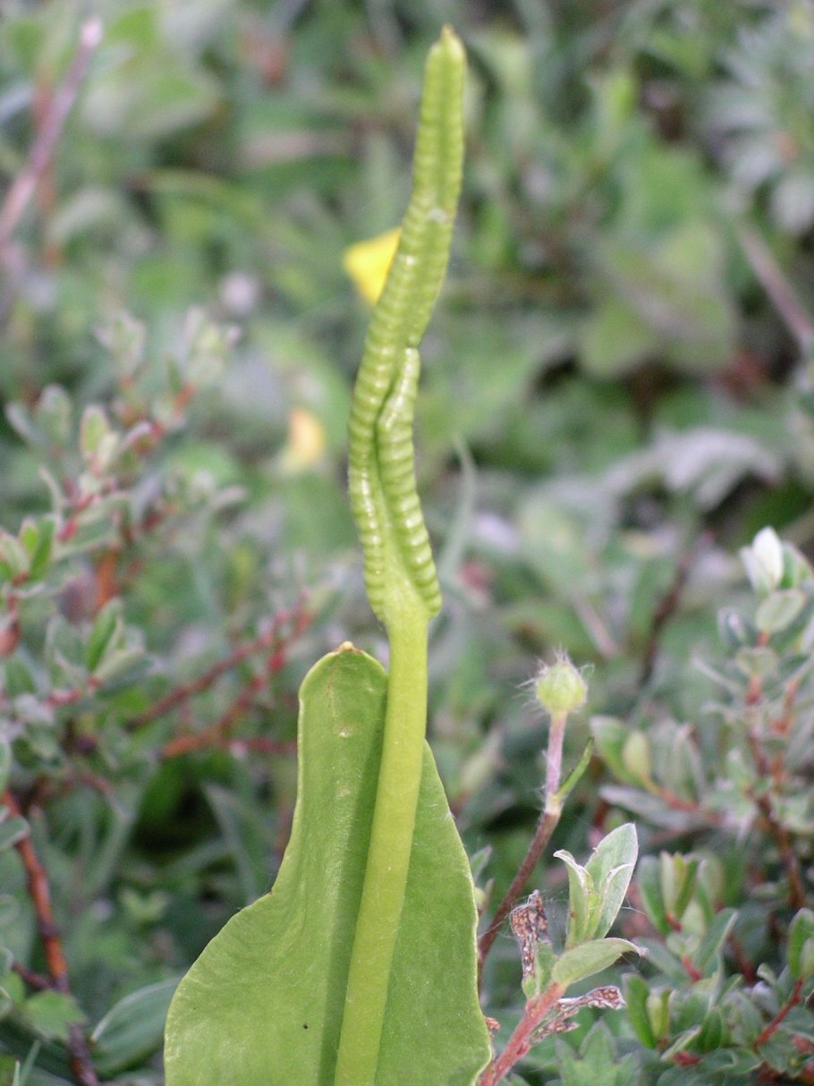 Ржавчинные грибы Puccinia