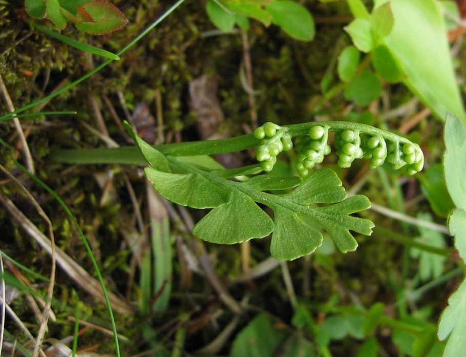 Ужовник обыкновенный (Ophioglossum vulgatum)