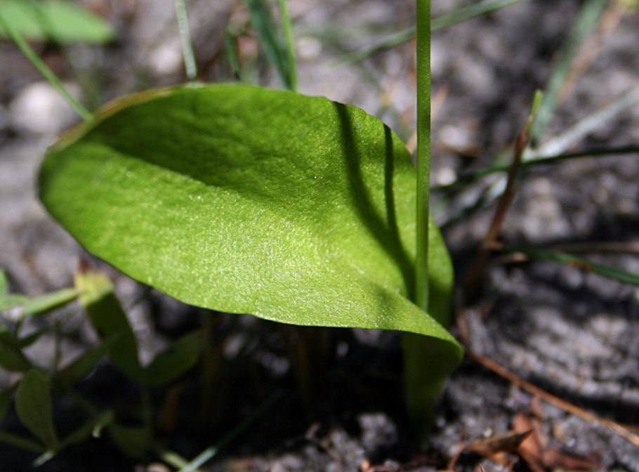 Папоротника Ophioglossum